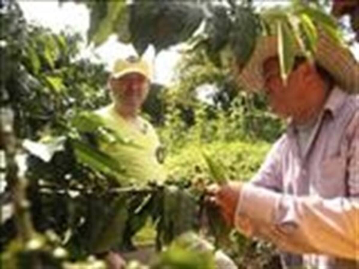 Comienza recolección de la cosecha cafetera