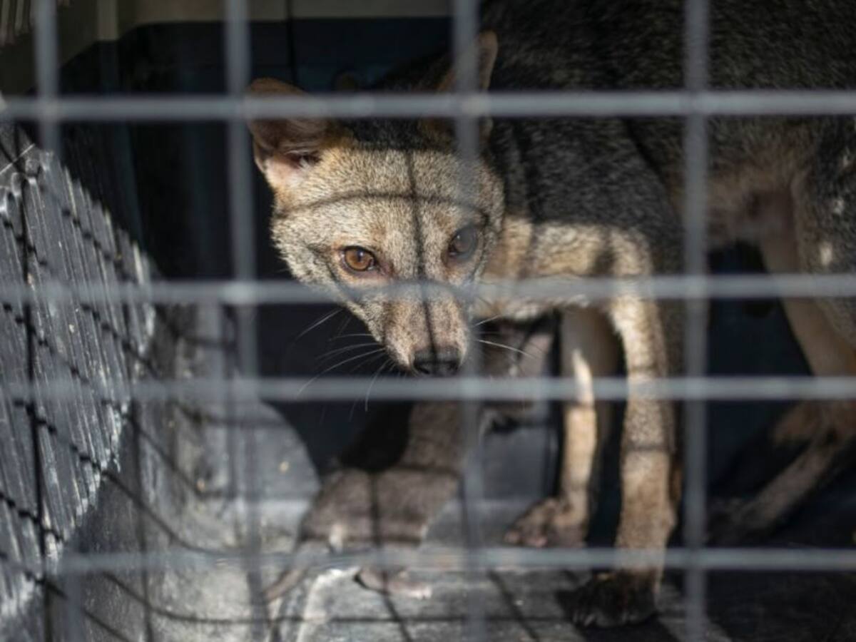 960 Especímenes incautados y 16 animales atropellados en 2020 en Quindío