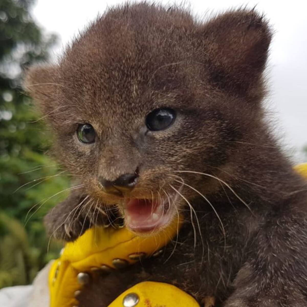Rescatan dos pumas recien nacidos en el departamento del Quindío