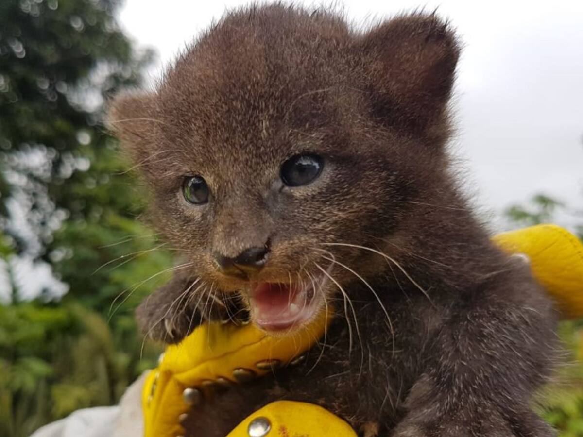 Rescatan dos pumas recien nacidos en el departamento del Quindío
