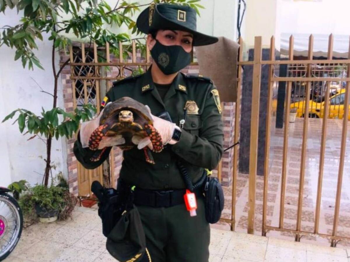 Siete tortugas morrocoy entregadas voluntariamente en Cartagena