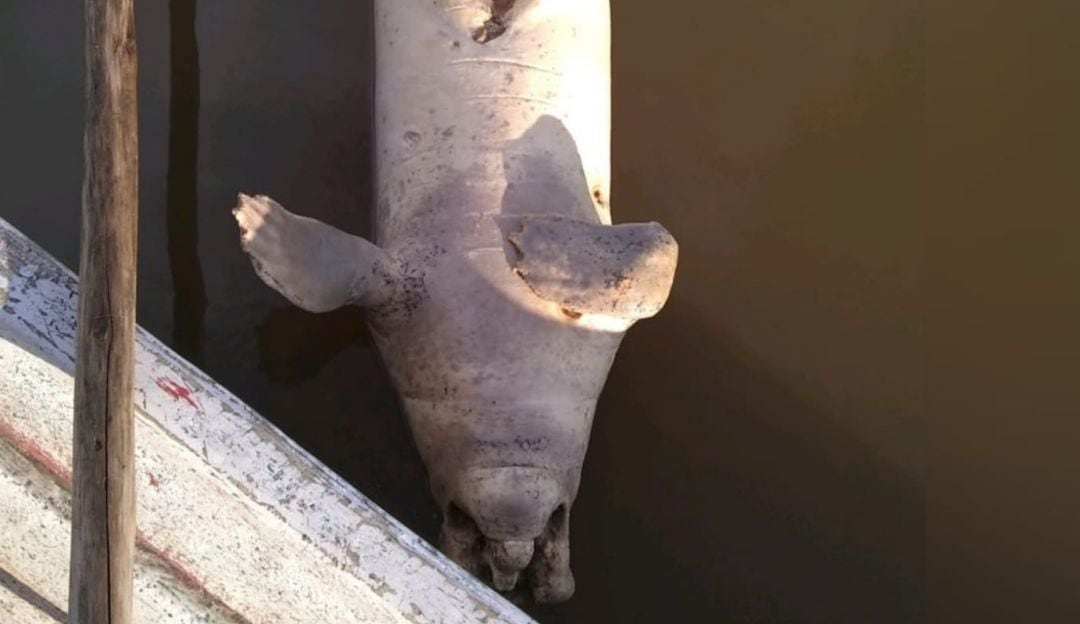 Murió otro manatí en Santander