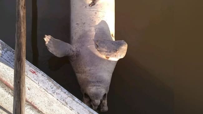 Murió otro manatí en Santander