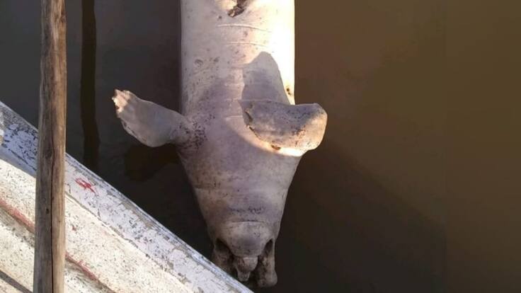 Se reportó la muerte de un nuevo manatí, esta vez en Barrancabermeja, Santander