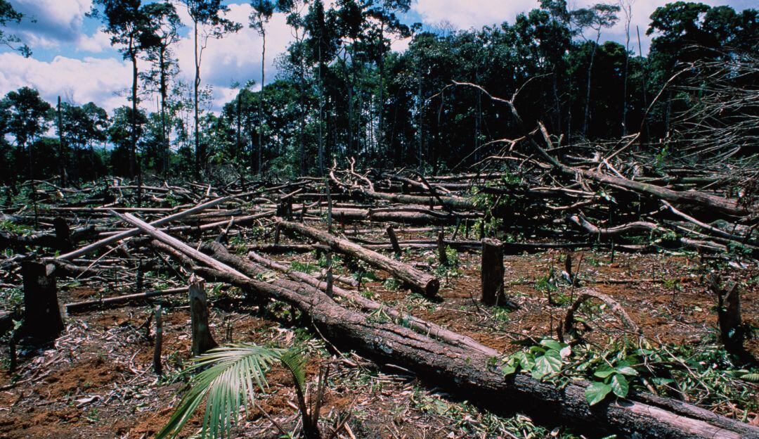 Deforestación - imagen de referencia