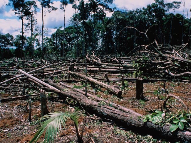 Deforestación - imagen de referencia