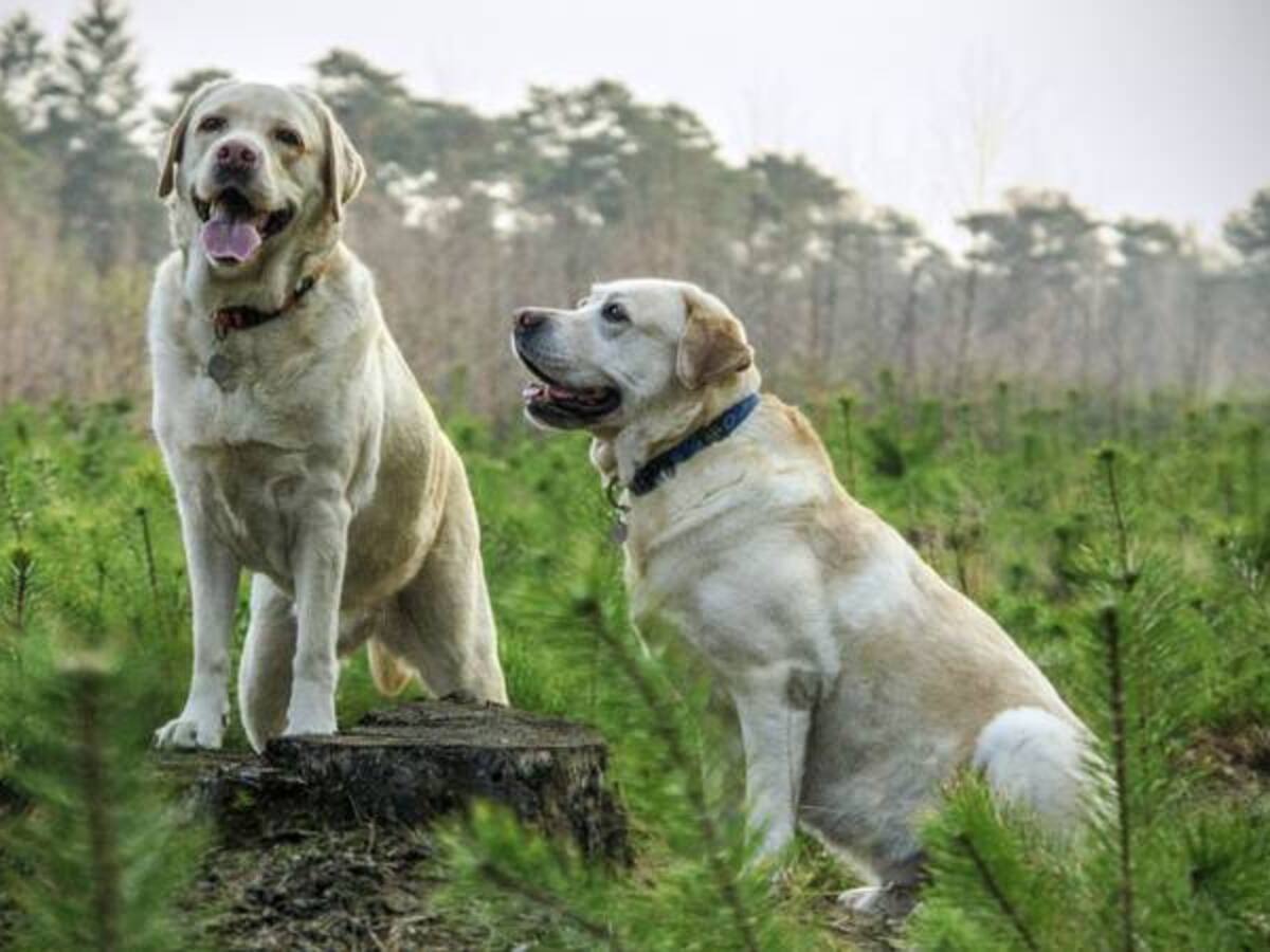 The Dogist: el Instagram más famoso de perros