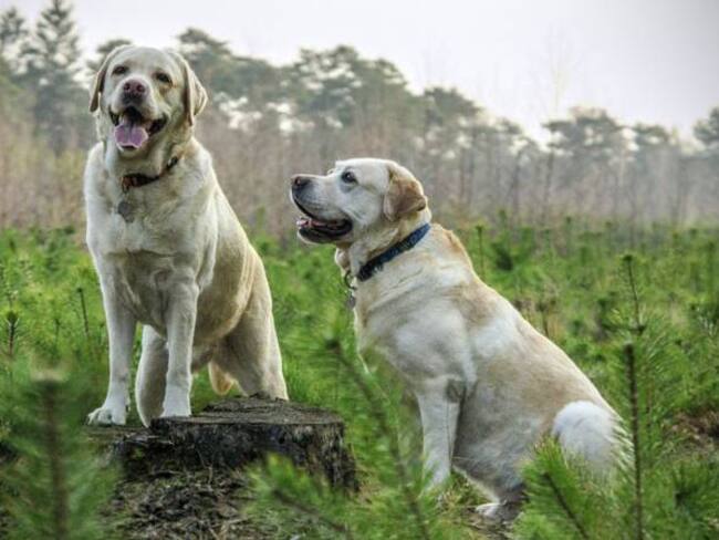 The Dogist: el Instagram más famoso de perros