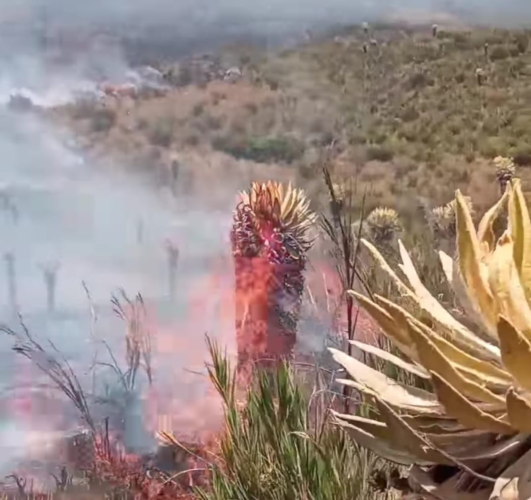 Miles de frailejones fueron consumidos por el fuego en el parque regional El Valle entre Boyacá y Santander