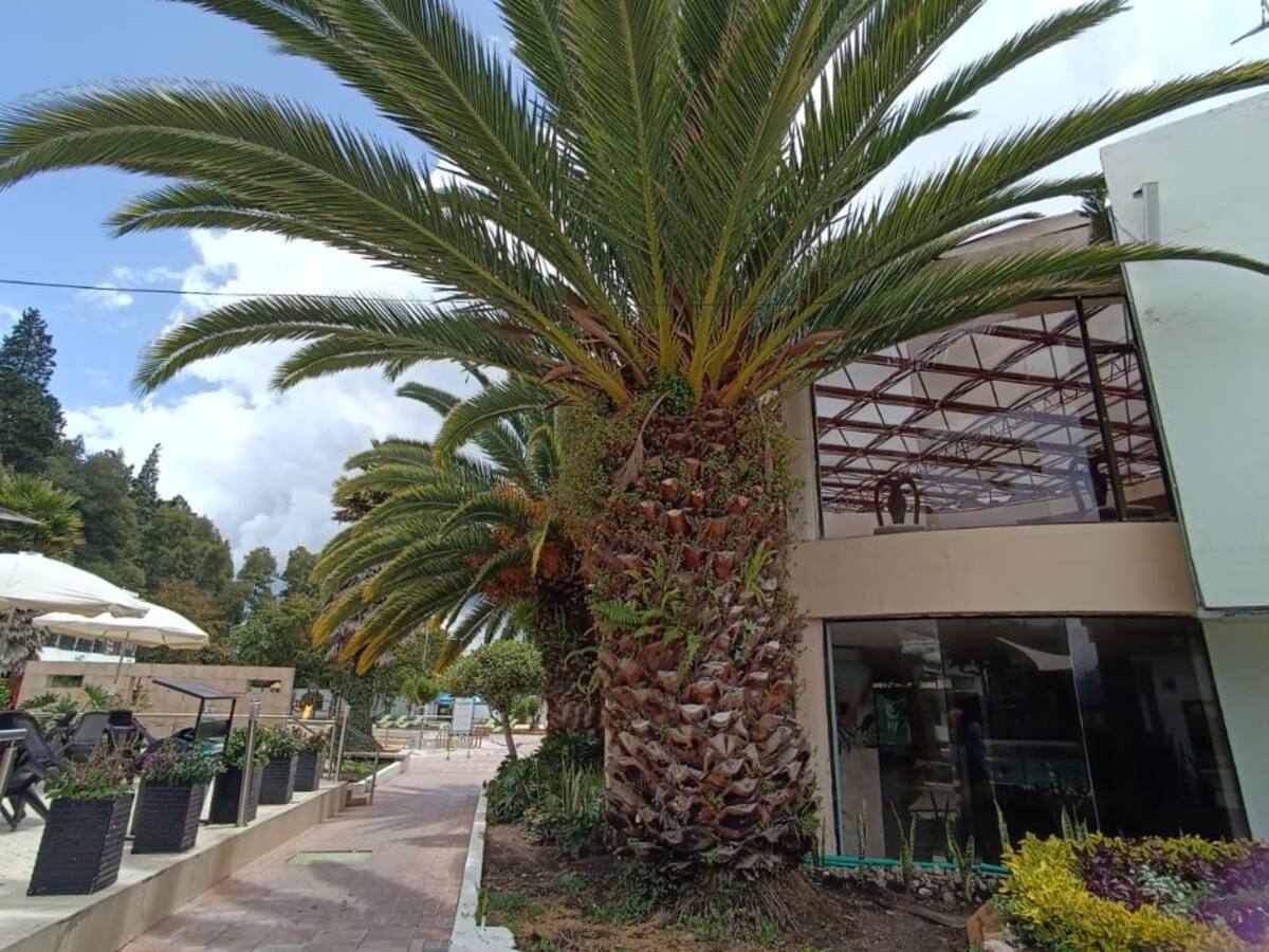 El Instituto Termal de Paipa aclara que no ha talado las palmas ubicadas en sus instalaciones