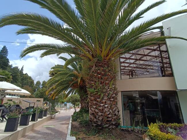 Las palmas tienes más de 60 años. Foto | Alcaldía de Paipa