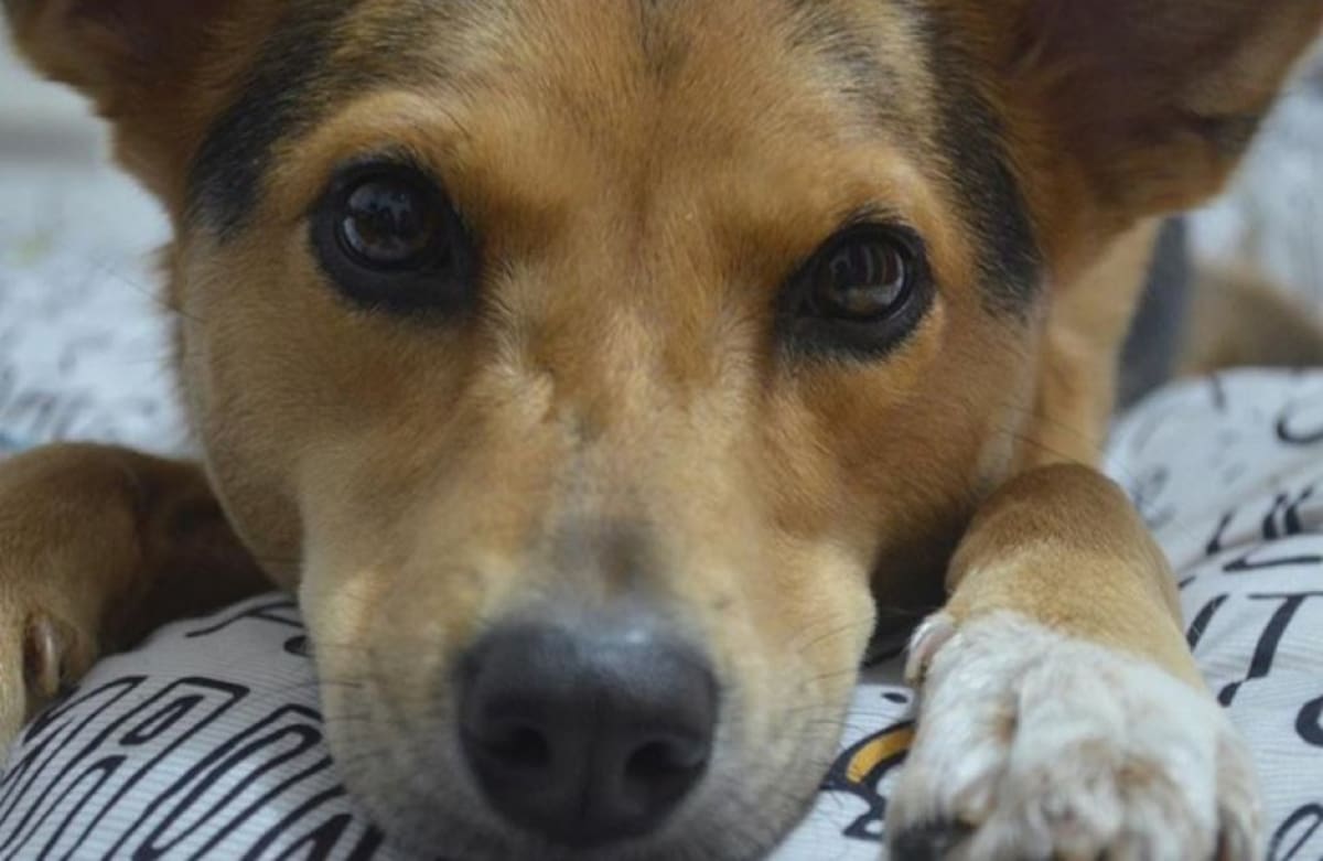Paula Andrea Espinosa nos envió la foto de su perrita junto con este mensaje: “La mirada más tierna de mi criollita Lilo Panela”