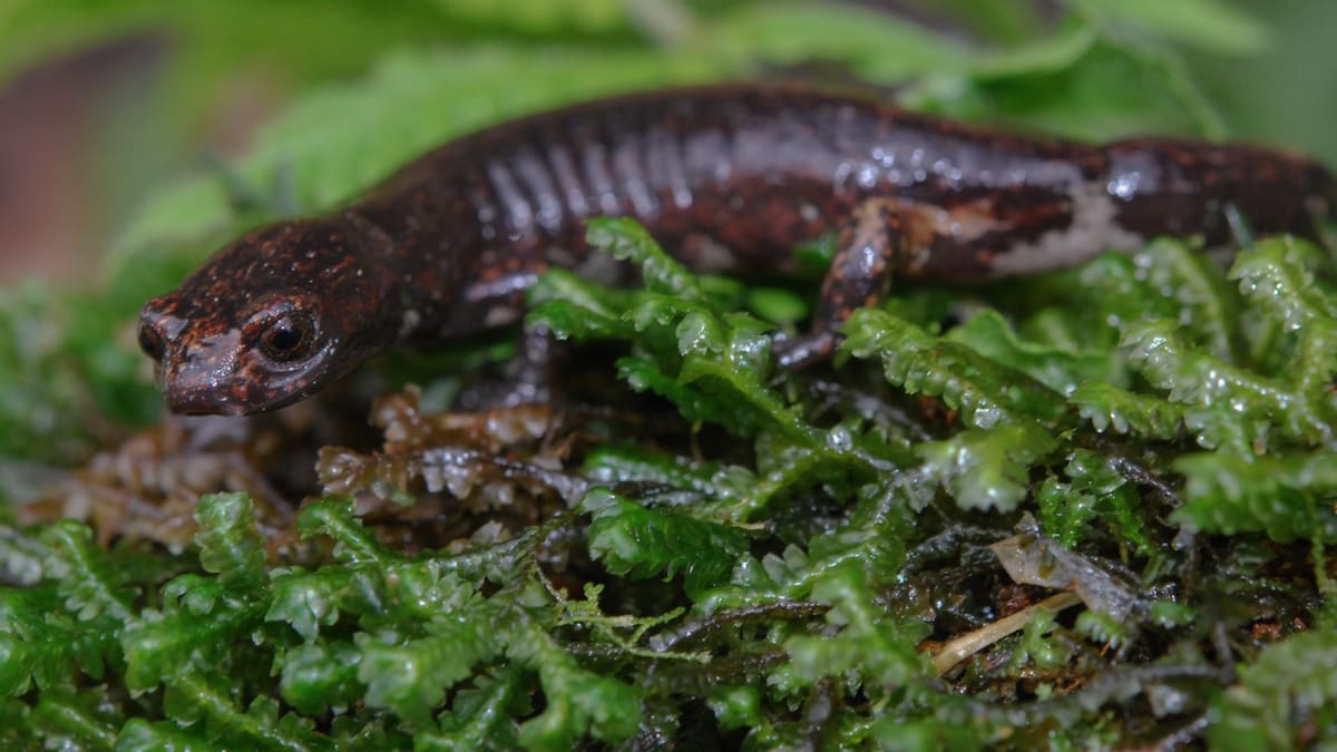 Descubren nueva especie de Salamandra en Cundinamarca