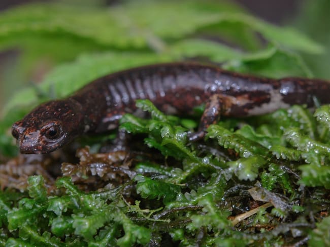 Descubren nueva especie de Salamandra en Cundinamarca