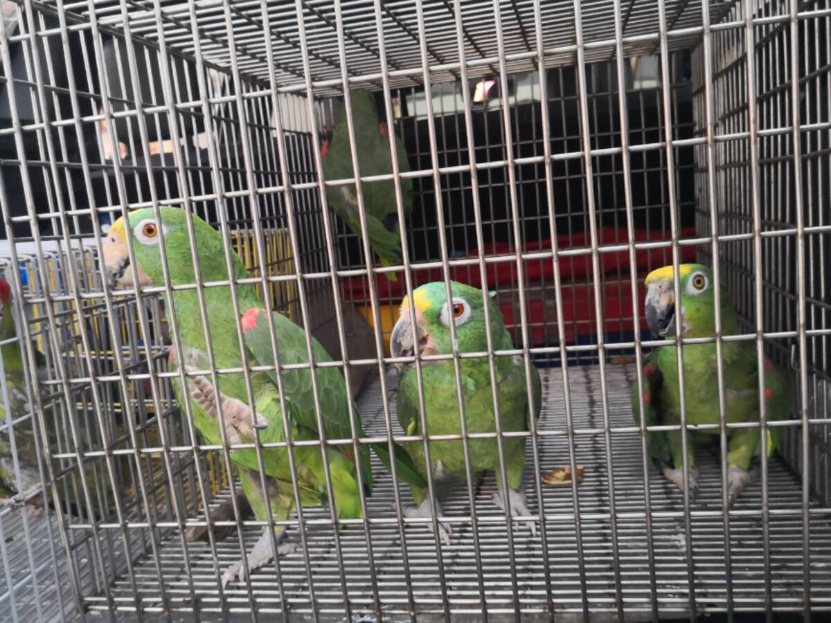 En varios municipios de Caldas recuperaron trece aves, tres tortugas y un tucán