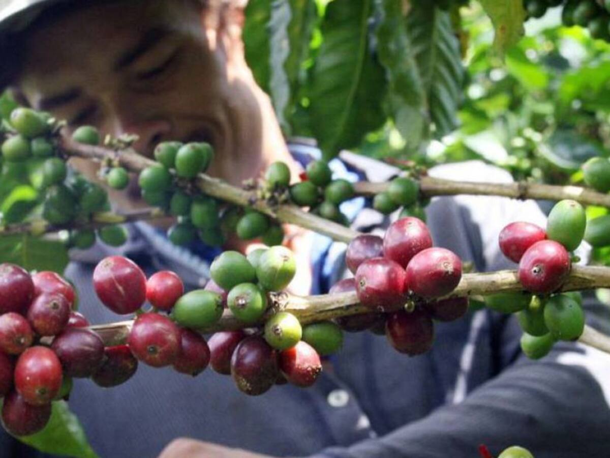 En un 70% avanza la vacunación contra COVID-19 en cafeteros del Quindío
