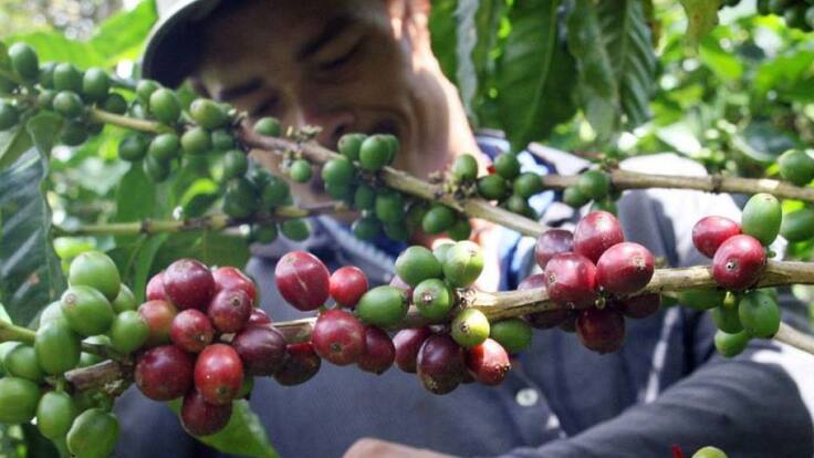 Presidente comité de cafeteros, Fabian Torres