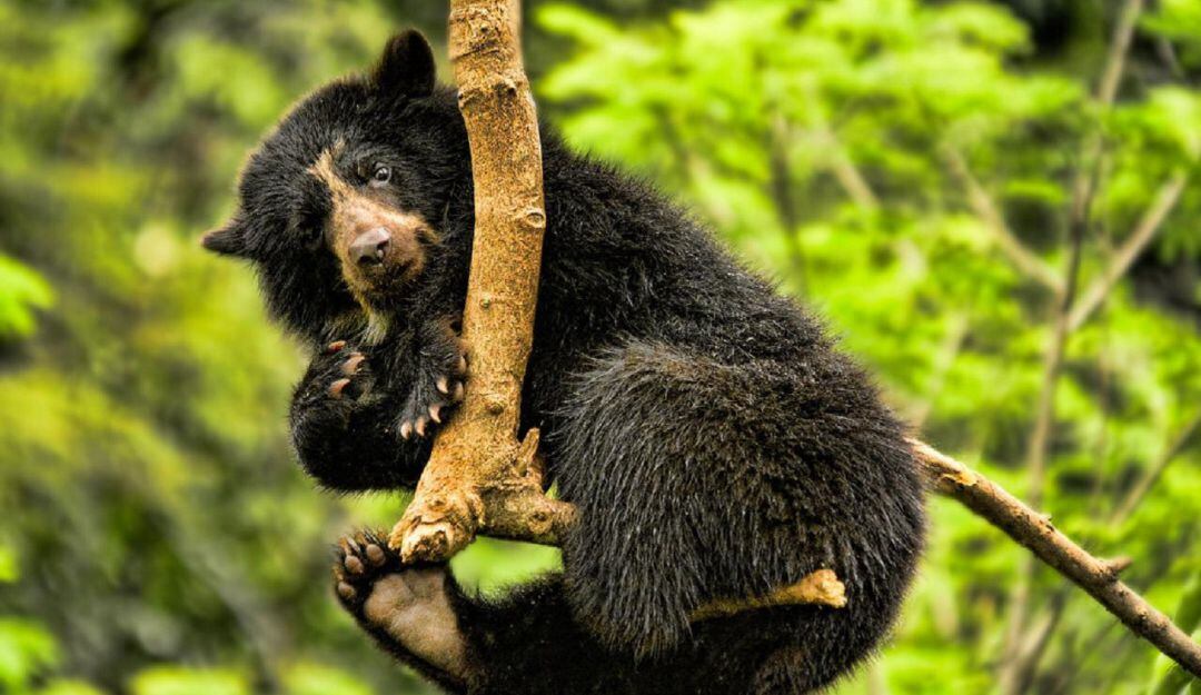 Oso andino / Caracol Radio.
