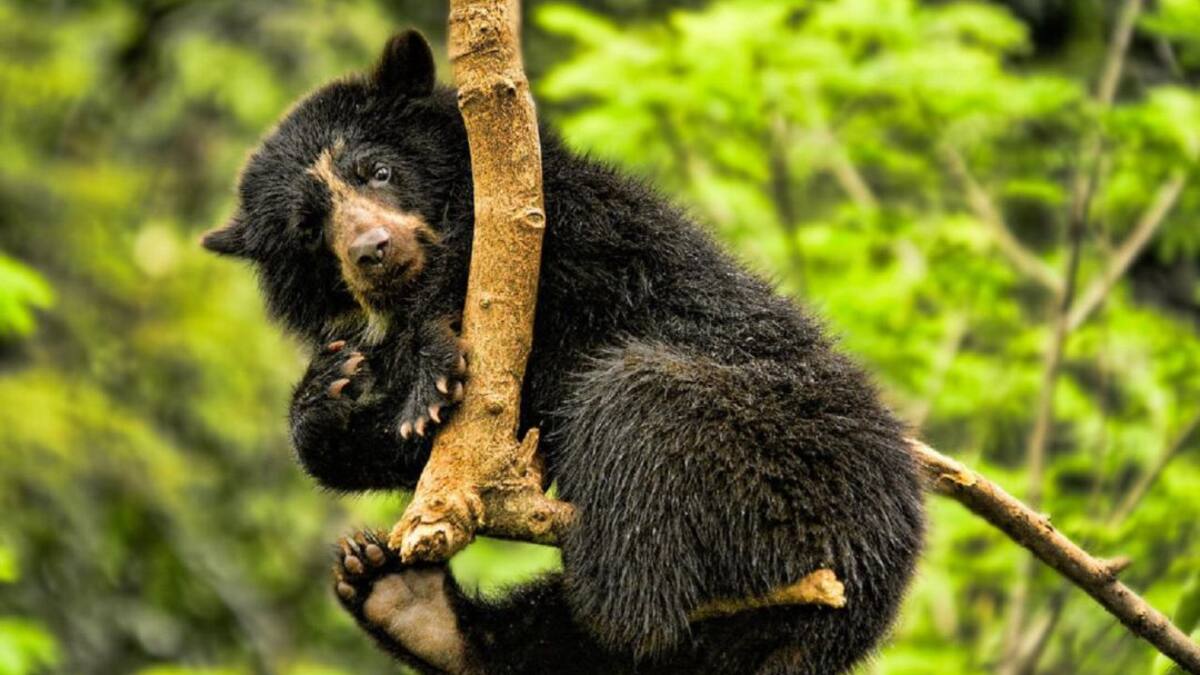 Video muestra a imponente oso andino en un bosque de Santander