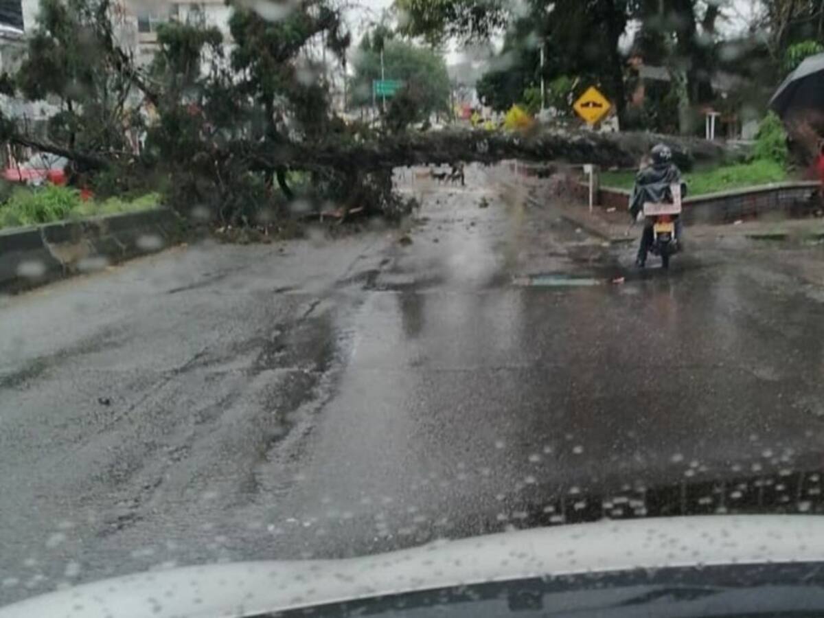 Caída de árboles dejó fuerte vendaval en Armenia