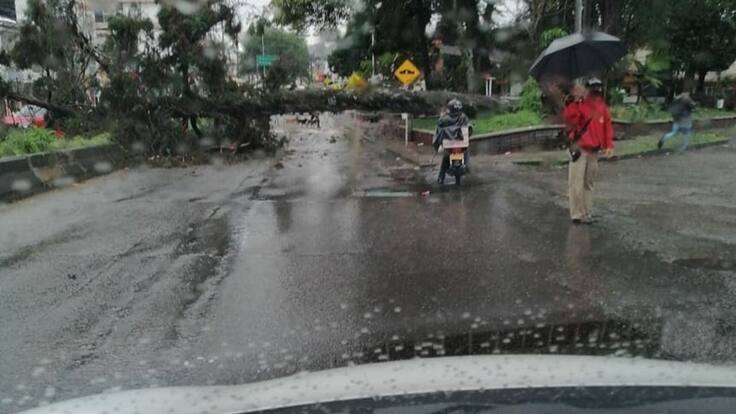 Caída de árboles dejó fuerte vendaval en Armenia