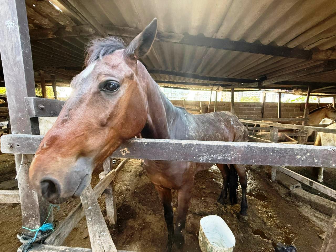 Umata recibe primer grupo de equinos para dar inicio a su proceso de adopción