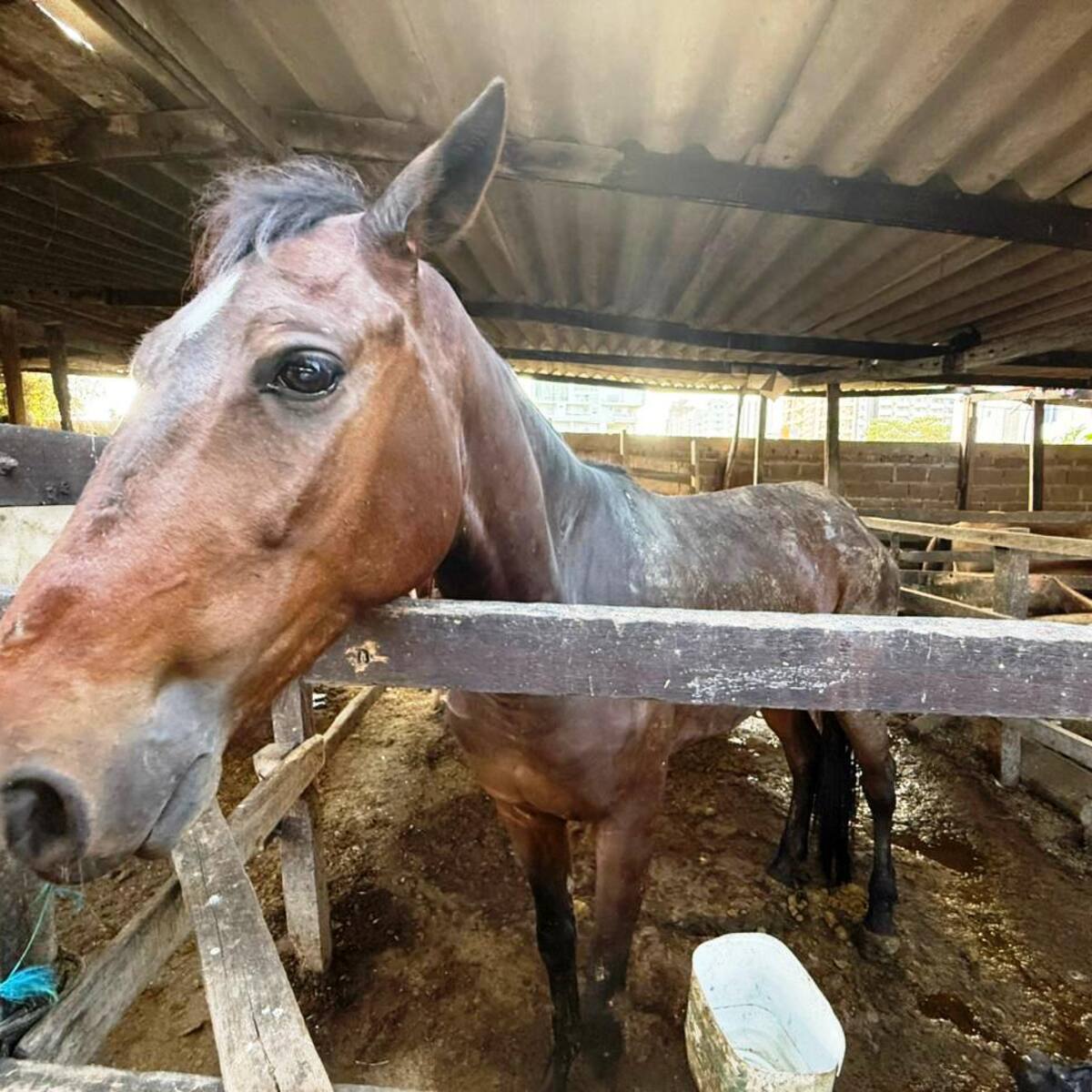 Umata recibe primer grupo de equinos para dar inicio a su proceso de adopción