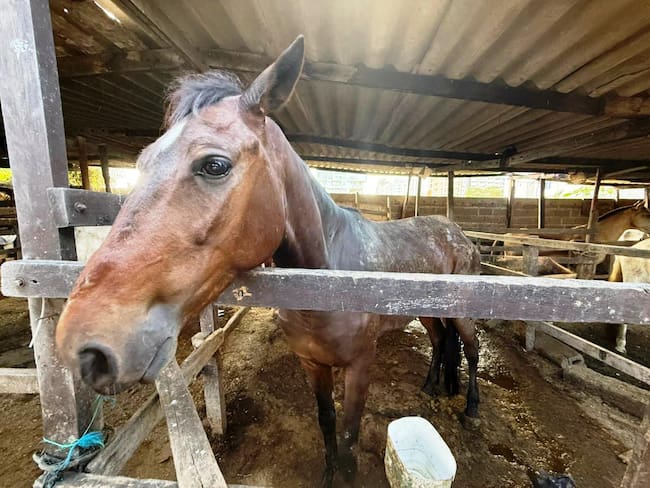 Umata recibe primer grupo de equinos para dar inicio a su proceso de adopción