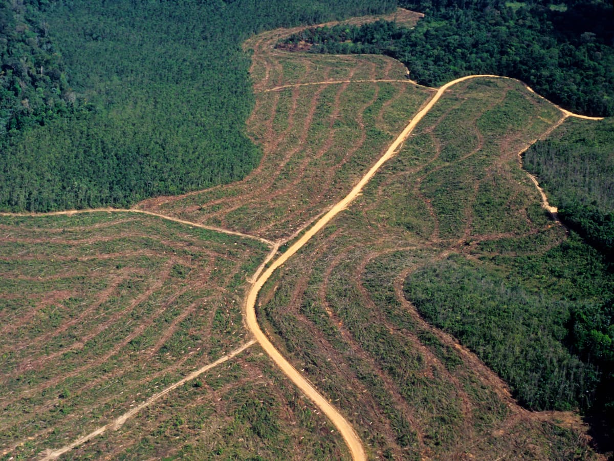La deforestación aumentó en un 92% en la Amazonía de Brasil