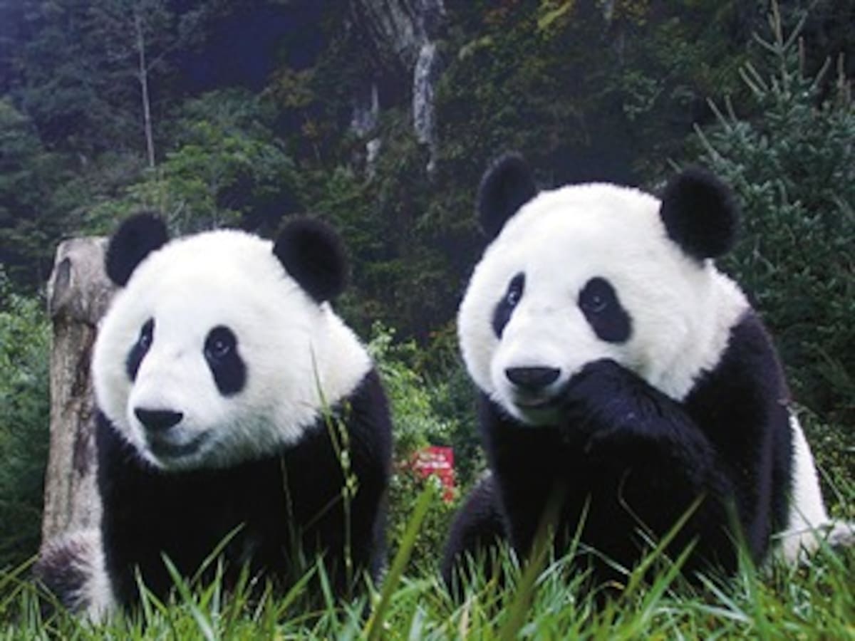Zoológico de Washington mantendrá dos pandas por otros cinco años
