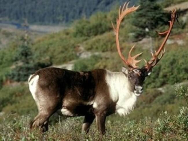 Berlín experimenta las propiedades inmortales de la orina de reno