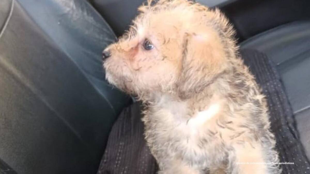 Fue imputada una mujer que lanzó su mascota por un balcón, porque su expareja no regresó