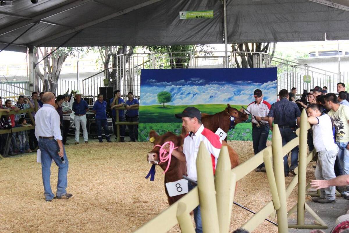 Expocolanta: la feria de la ganadería, porcicultura y la leche en Plaza Mayor.