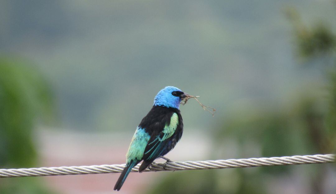 La diversidad de aves que hay en el departamento del Quindío