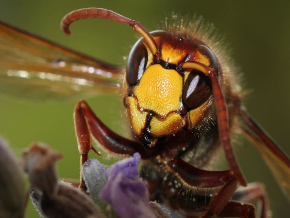 En Córdoba no hay evidencia de la presencia de 'avispones asesinos'