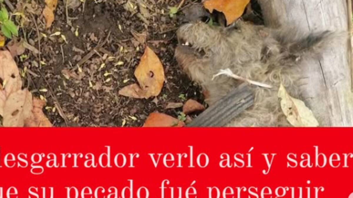 Diana Rodríguez, animalista