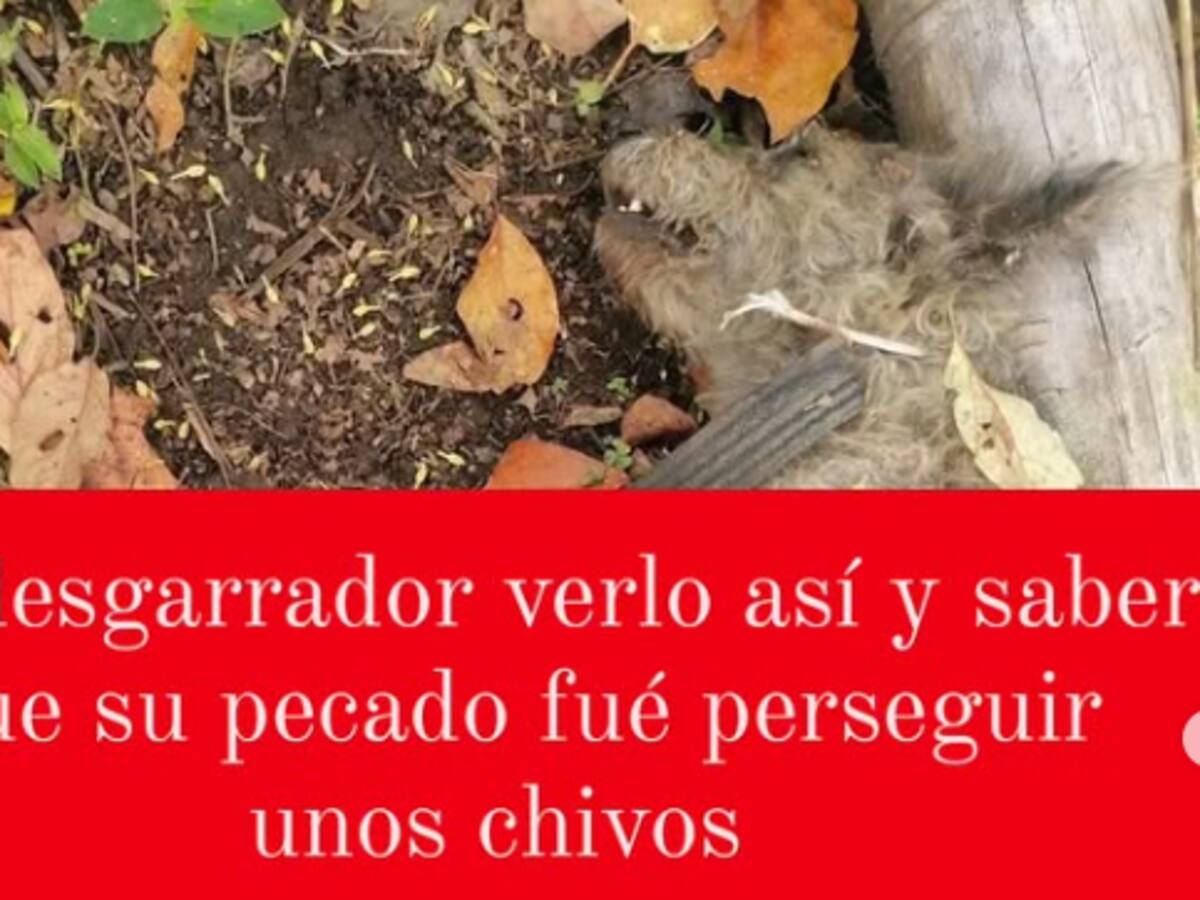 Indignante caso de maltrato animal en Circasia, Quindío. Perro fue asesinado mediante asfixia