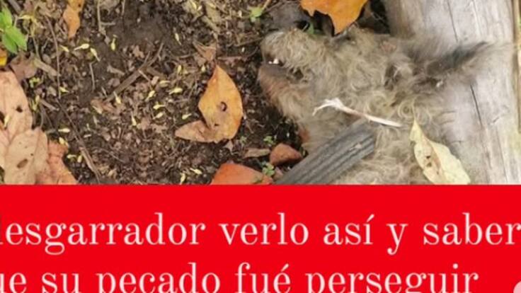 Diana Rodríguez, animalista