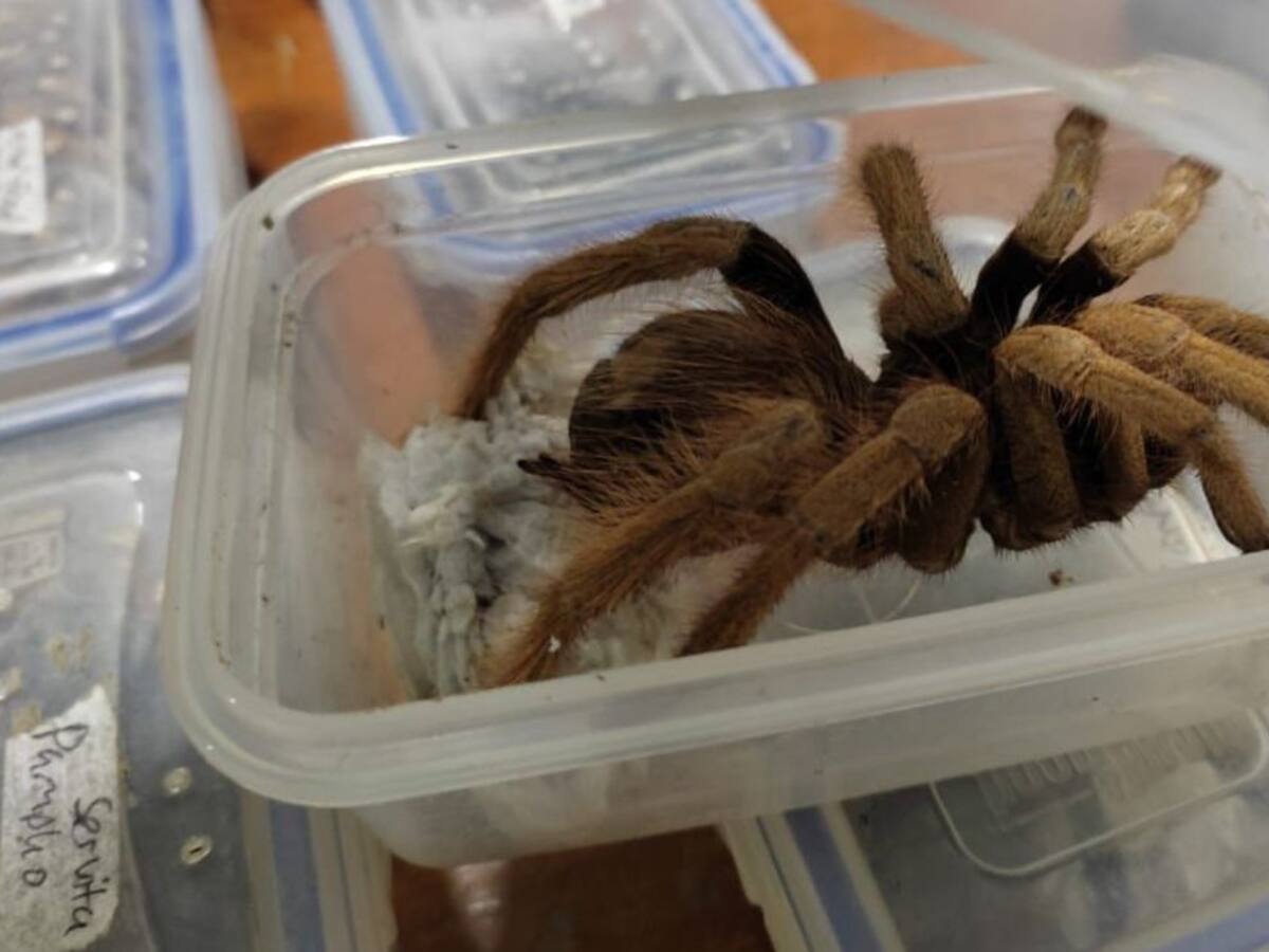 Tarántulas y un escorpión con 7 crías fueron incautadas en Aeropuerto