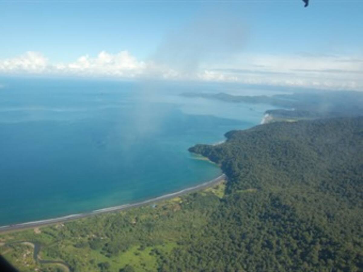 Detienen tala de árboles en Bahía Solano