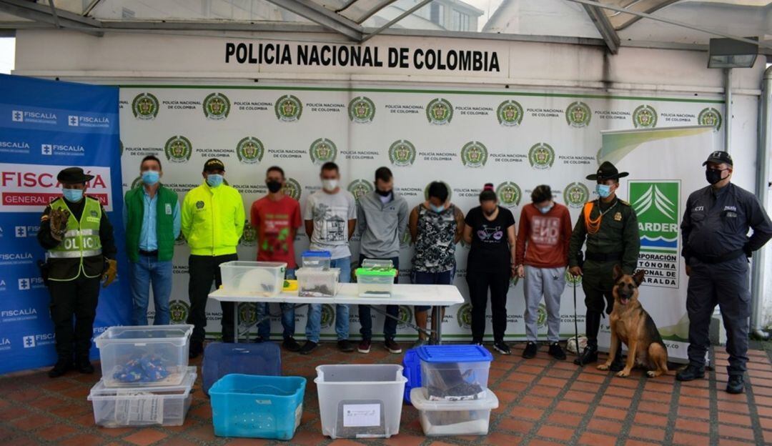 Fauna incautada en Risaralda.