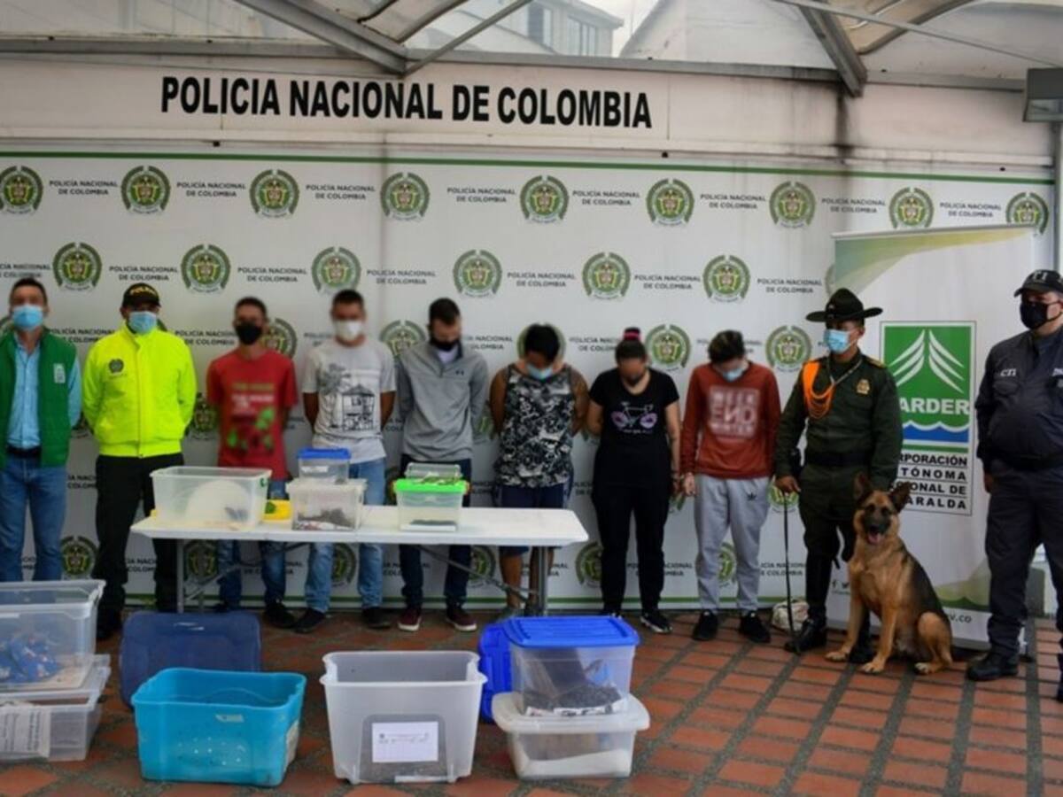 Desarticulan banda dedicada a traficar fauna silvestre en el Eje Cafetero