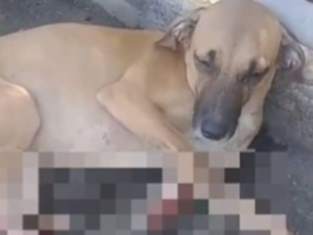 VIDEO: Un perro fue herido en alrededores de la Central de Abastos de Bucaramanga