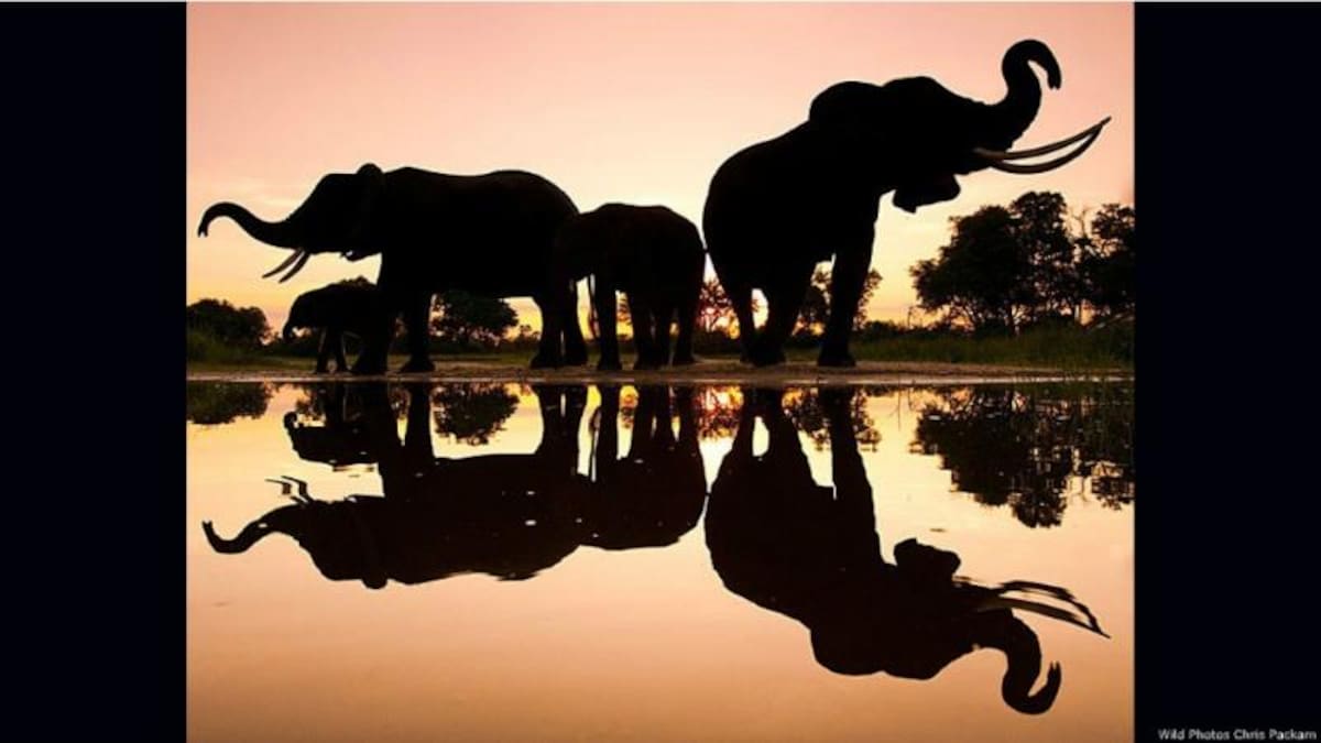 El fotógrafo especializado en vida silvestre y presentador de televisión británico Chris Packham consiguió capturar el reflejo perfecto de elefantes africanos en Botsuana, en África.