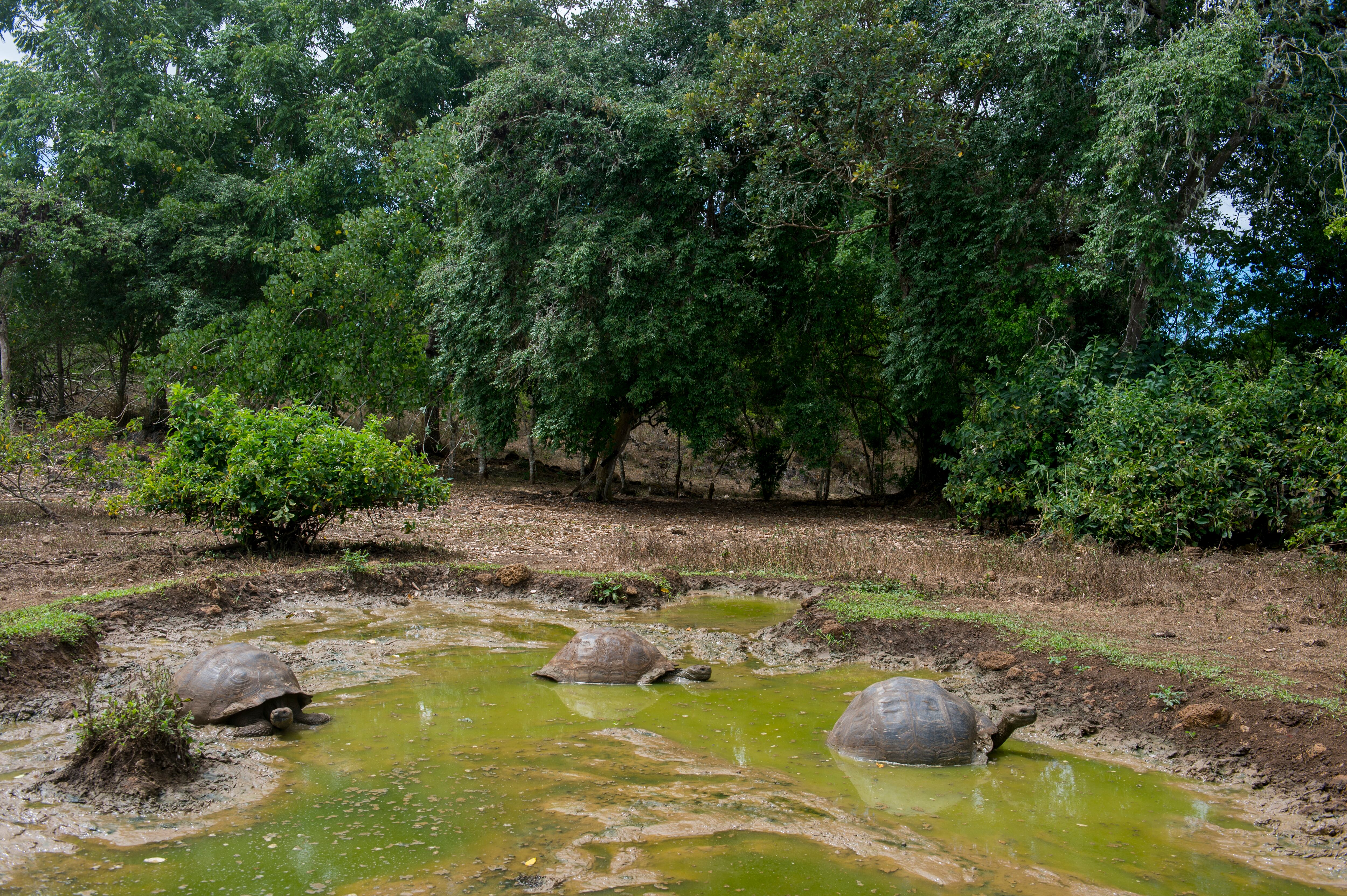 Tortugas en las Islas Galapagos de Ecuador. 
(Foto: Avalon/Universal Images Group via Getty Images)
