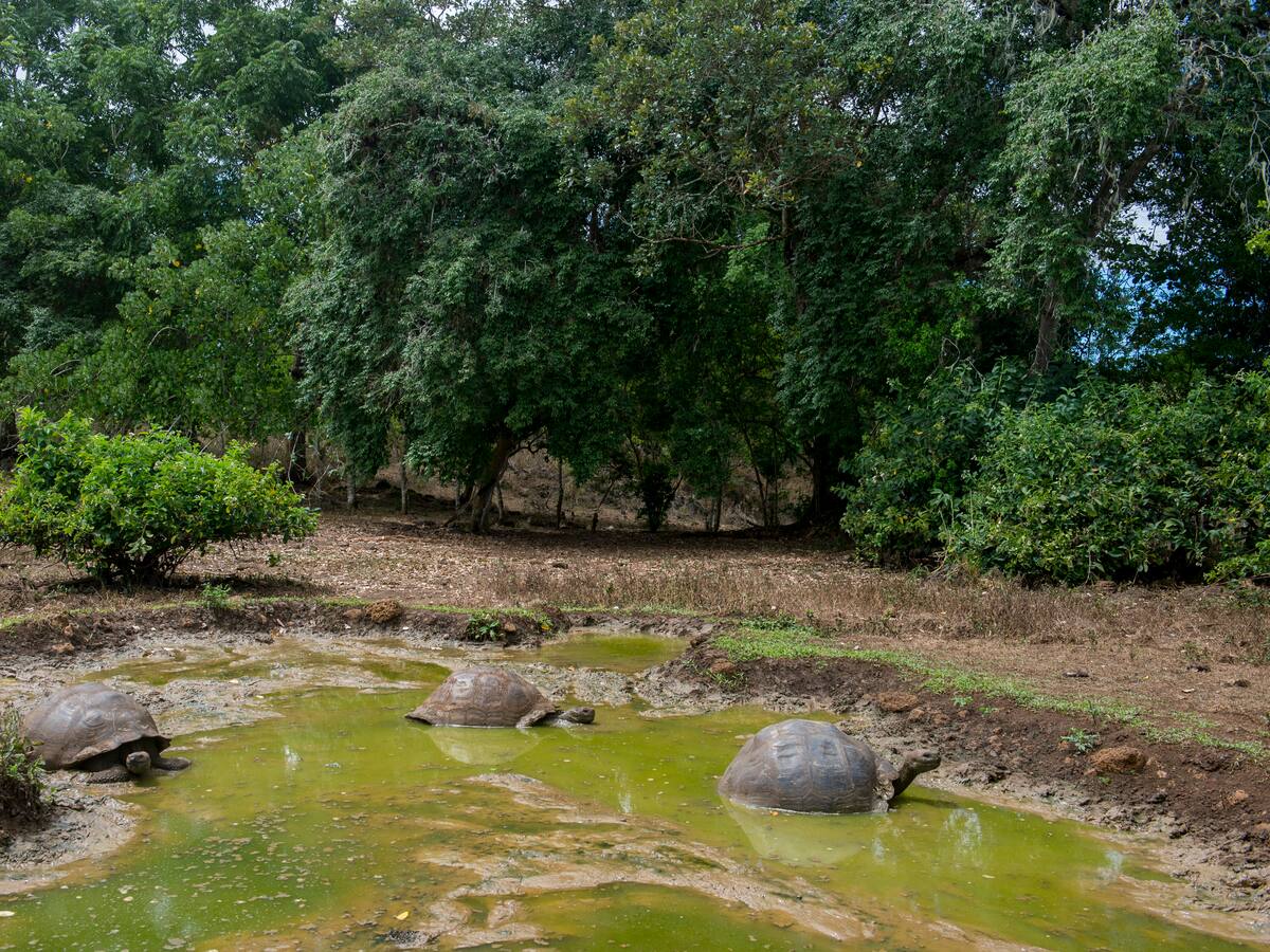 Ecuador redujo su deuda externa en mil millones de dólares con las islas Galapagos