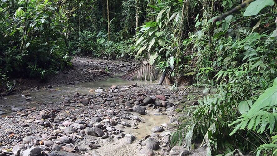 Contraloría alerta por crecimiento de minería ilegal en Chocó e ineficiencia de Codechocó. Foto: Colprensa