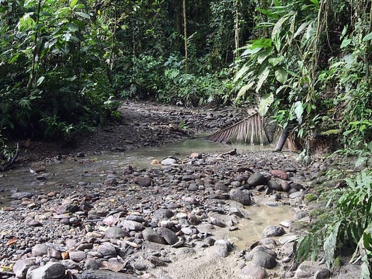 Contraloría alerta por crecimiento de minería ilegal en Chocó e ineficiencia de Codechocó