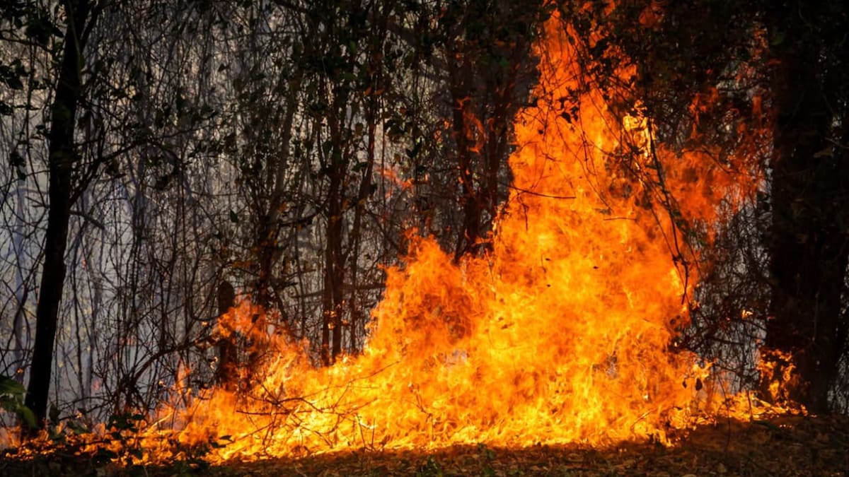 Incendios forestales tienen en alerta a varias regiones del país: Defensoría pide reforzar atención