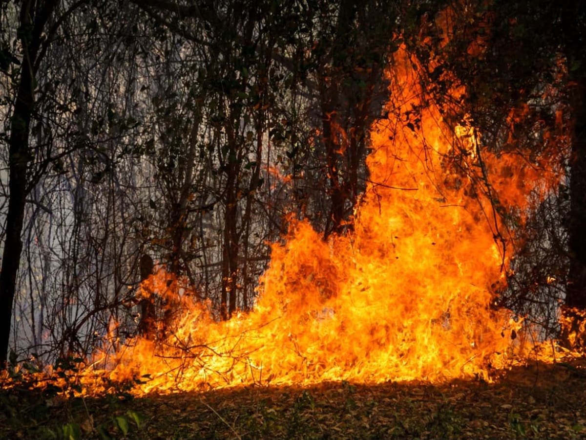 Incendios forestales tienen en alerta a varias regiones del país: Defensoría pide reforzar atención